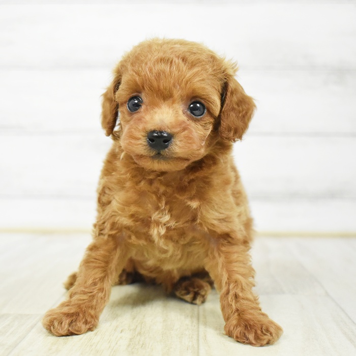 静岡県のトイプードル(タイニー) (犬の家＆猫の里プレ葉ウォーク浜北店/2026年3月7日生まれ/男の子/レッド)の子犬の2枚目の画像