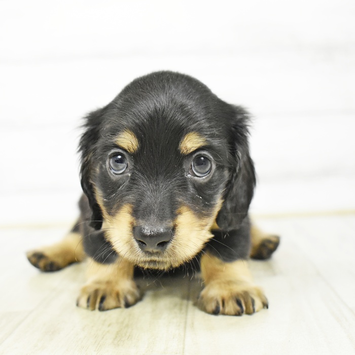 静岡県のミニチュアダックスフンド(ロング) (犬の家＆猫の里マークイズ静岡店/2026年3月10日生まれ/男の子/ブラックイエロー)の子犬