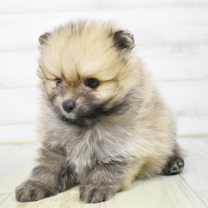 静岡県のポメラニアン (犬の家＆猫の里マークイズ静岡店/2026年3月9日生まれ/男の子/ウルフセーブル)の子犬