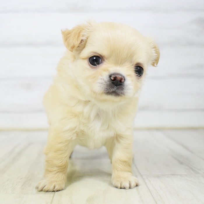 長野県のチワワ(ロング) (犬の家＆猫の里塩尻店/2026年3月10日生まれ/男の子/クリーム)の子犬