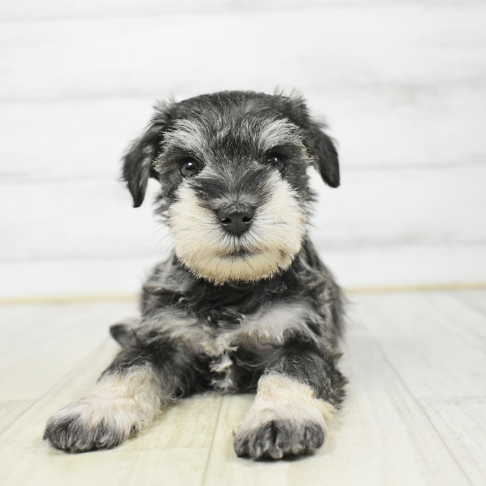 千葉県のミニチュアシュナウザー (犬の家＆猫の里ワンズモール稲毛店/2026年3月9日生まれ/男の子/ソルトペッパー)の子犬の2枚目の画像