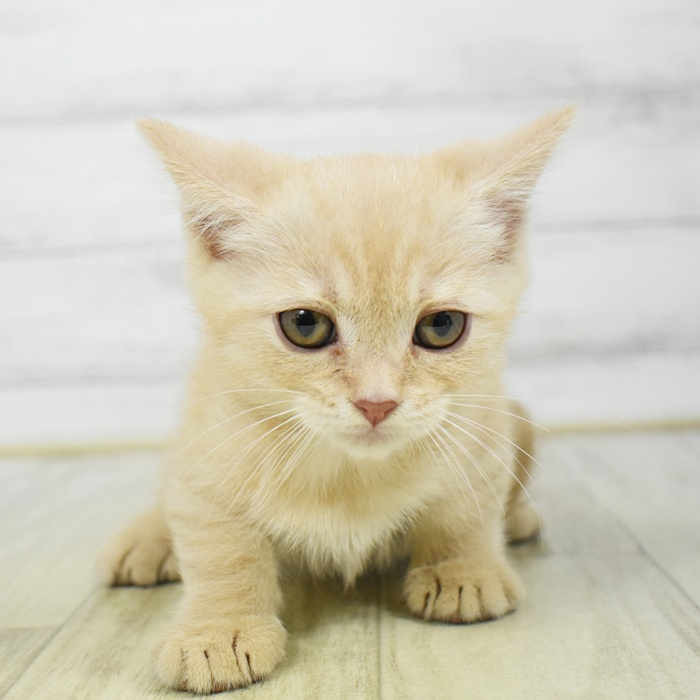 長野県のマンチカン (犬の家＆猫の里カインズ梓川店/2026年3月4日生まれ/男の子/クリームタビー)の子猫