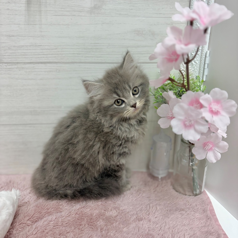 神奈川県のスコティッシュストレート (犬の家＆猫の里相模原店/2026年3月5日生まれ/男の子/ブルータビー)の子猫の1枚目の画像
