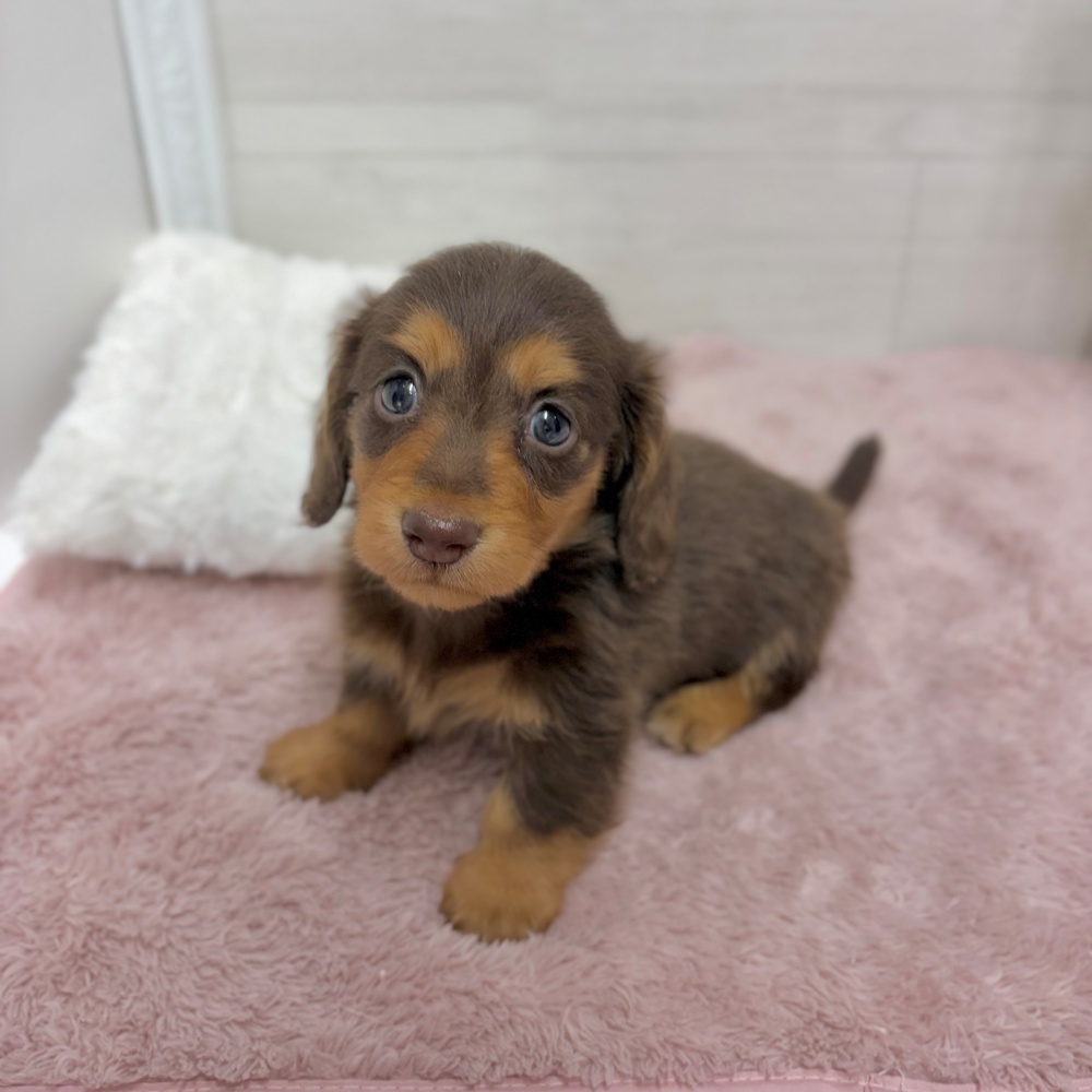 神奈川県のミニチュアダックスフンド(ロング) (犬の家＆猫の里相模原店/2026年3月10日生まれ/男の子/チョコレートタン)の子犬の1枚目の画像
