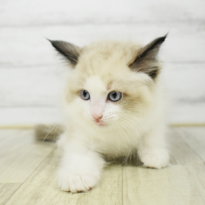 長野県のラグドール (犬の家＆猫の里カインズ梓川店/2026年3月8日生まれ/男の子/シールポイントバイカラー)の子猫