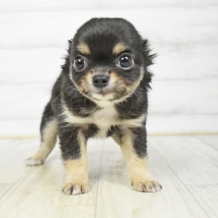 静岡県のチワワ(ロング) (犬の家＆猫の里マークイズ静岡店/2026年3月5日生まれ/男の子/ブラックタンホワイト)の子犬