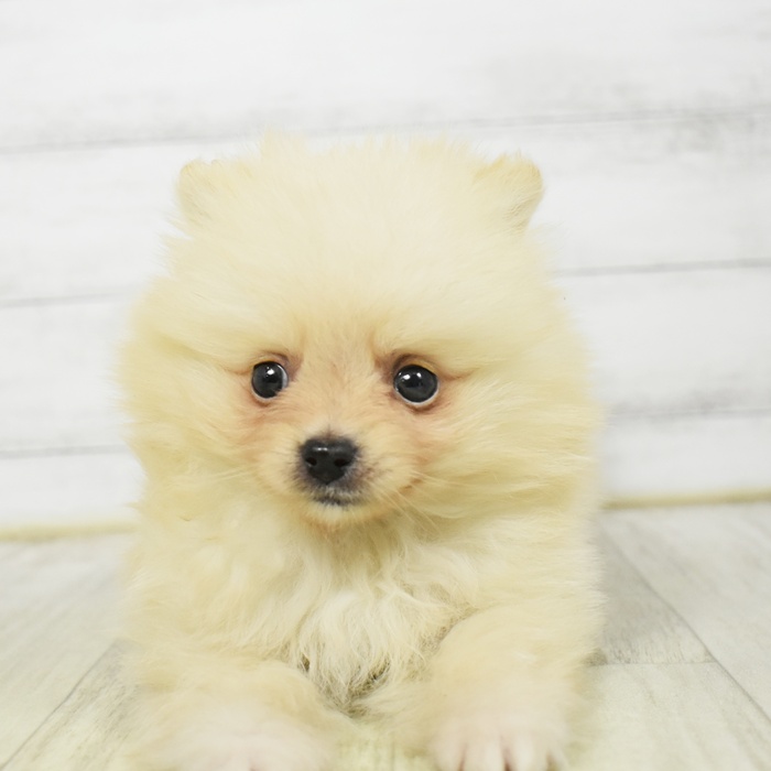 長野県のポメラニアン (犬の家＆猫の里塩尻店/2026年3月8日生まれ/男の子/クリーム)の子犬