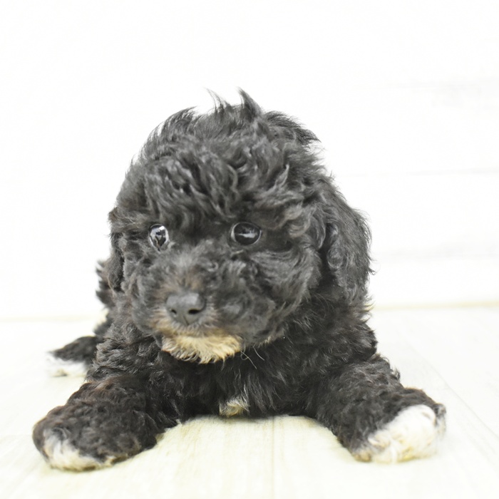愛知県のビションプー(ビションフリーゼ×プードル) (犬の家＆猫の里豊川インター店/2026年3月7日生まれ/男の子/シルバー)の子犬