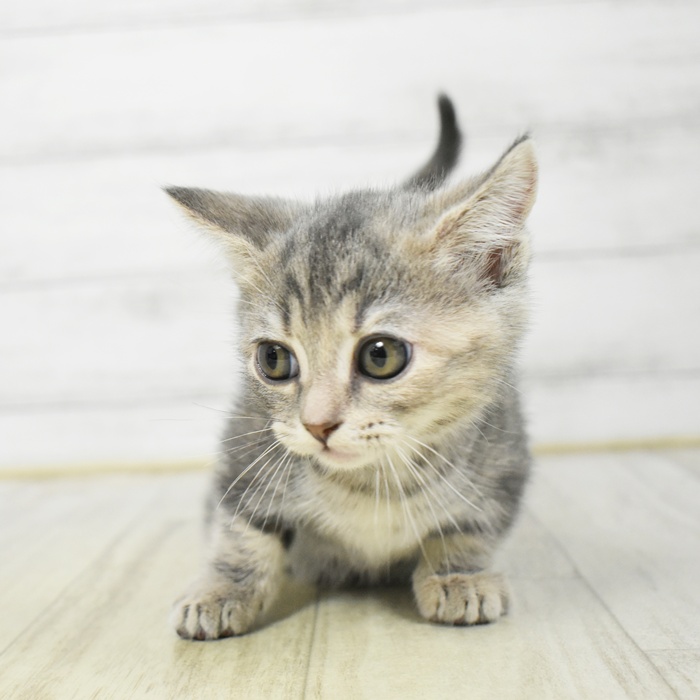 千葉県のマンチカン (犬の家＆猫の里ワンズモール稲毛店/2026年3月8日生まれ/女の子/シルバーパッチドタビー)の子猫の2枚目の画像