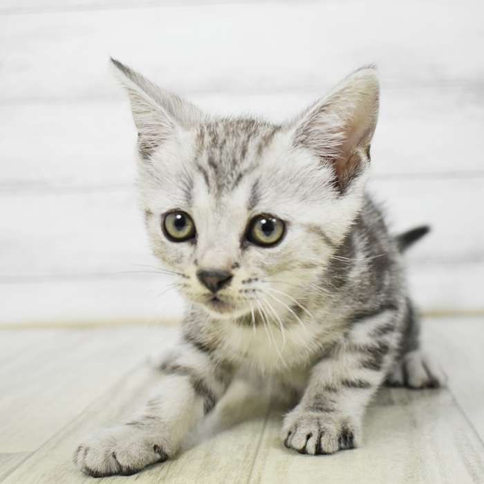愛知県のアメリカンショートヘアー (犬の家＆猫の里豊川インター店/2026年3月8日生まれ/男の子/シルバータビー)の子猫の2枚目の画像