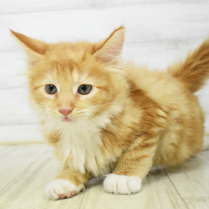 愛知県のメインクーン (犬の家＆猫の里岡崎店/2026年3月9日生まれ/男の子/レッドタビーホワイト)の子猫