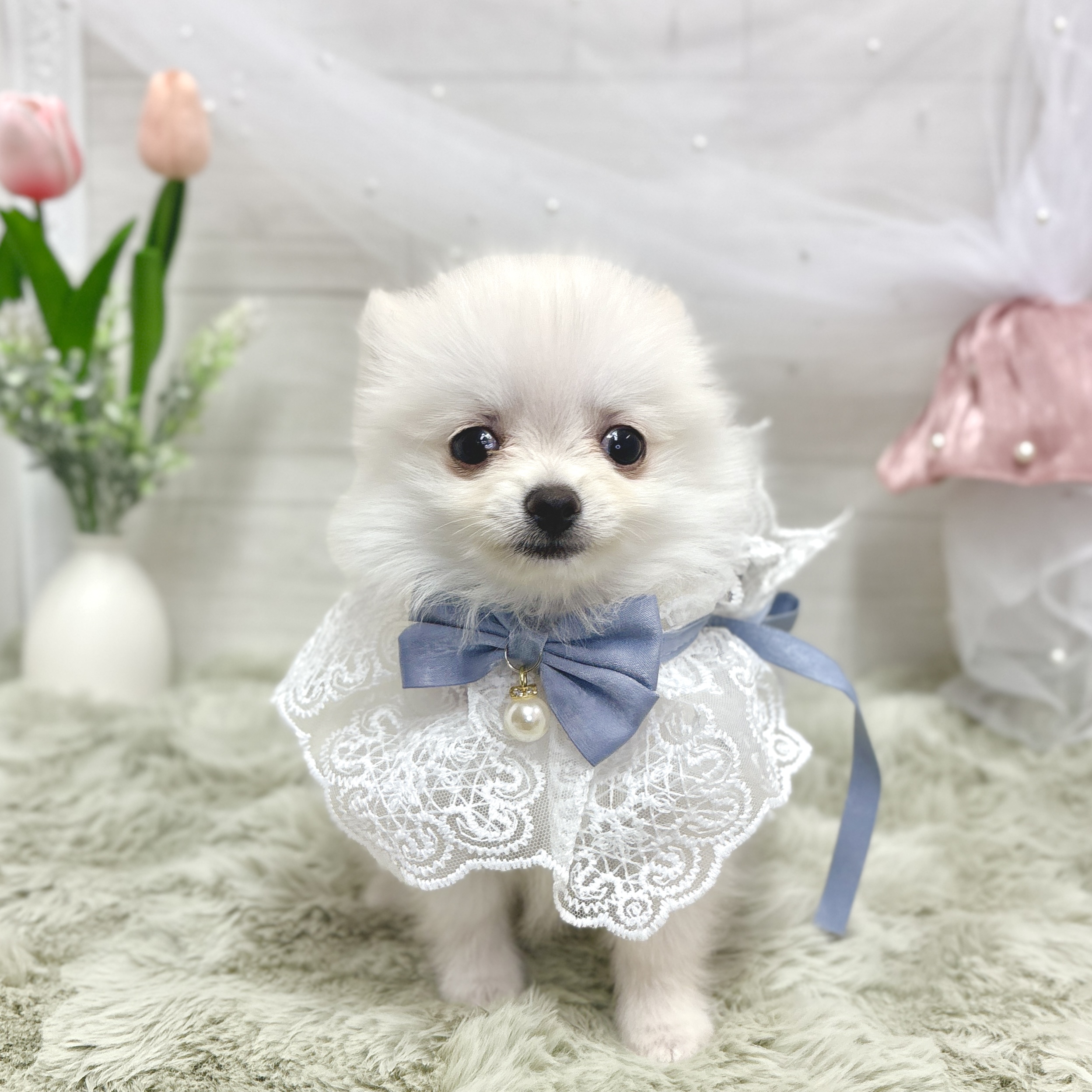 神奈川県のポメチワ/チワポメ/ポメチー(ポメラニアン×チワワ) (犬の家＆猫の里相模原店/2026年3月8日生まれ/男の子/クリーム)の子犬の1枚目の画像