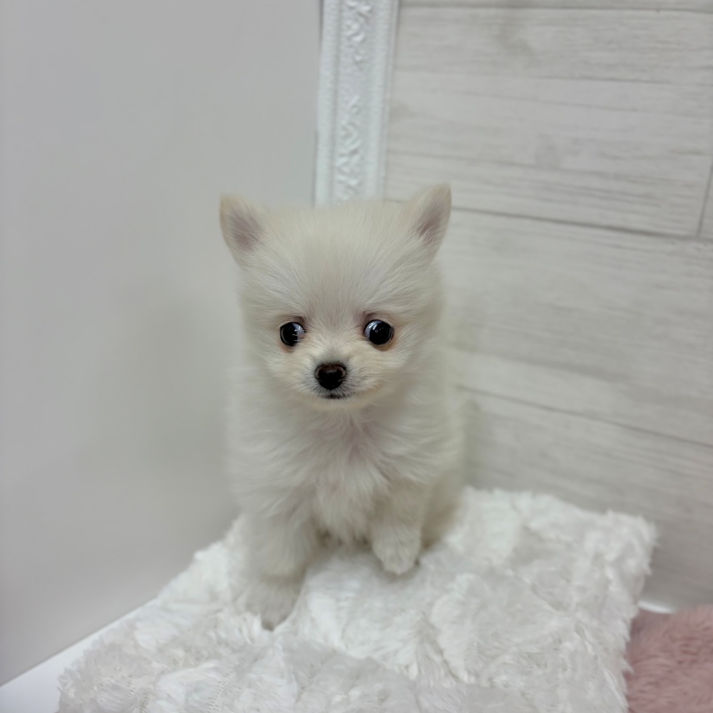 神奈川県のポメチワ/チワポメ/ポメチー(ポメラニアン×チワワ) (犬の家＆猫の里相模原店/2026年3月8日生まれ/男の子/クリーム)の子犬の1枚目の画像