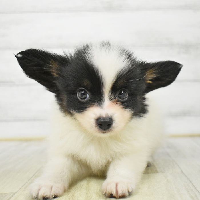愛知県のパピヨン (犬の家＆猫の里安城店/2026年3月9日生まれ/男の子/トライカラー)の子犬