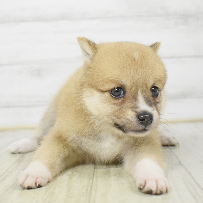 静岡県のポメ柴/豆ポメ/ポメ豆柴(ポメラニアン×柴犬) (犬の家＆猫の里マークイズ静岡店/2026年3月10日生まれ/男の子/赤)の子犬
