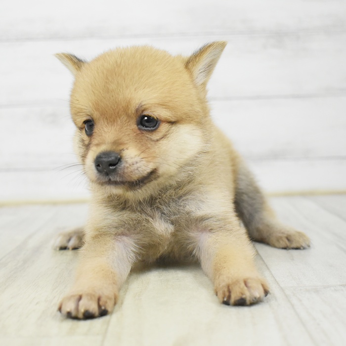 東京都のポメ柴/豆ポメ/ポメ豆柴(ポメラニアン×柴犬) (犬の家＆猫の里ペットフォレスト小平店/2026年3月10日生まれ/男の子/赤)の子犬の4枚目の画像