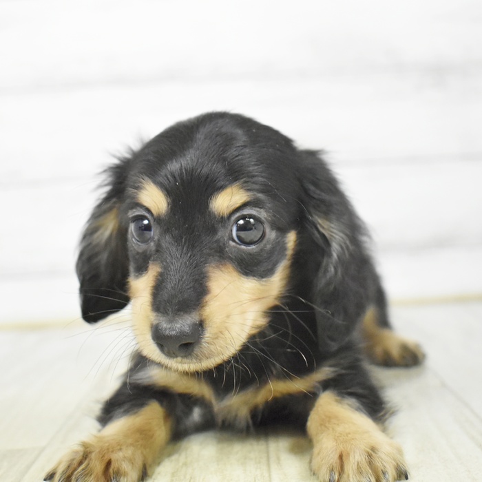 千葉県のミニチュアダックスフンド(ロング) (犬の家＆猫の里ワンズモール稲毛店/2026年3月7日生まれ/男の子/ブラックタン)の子犬の2枚目の画像