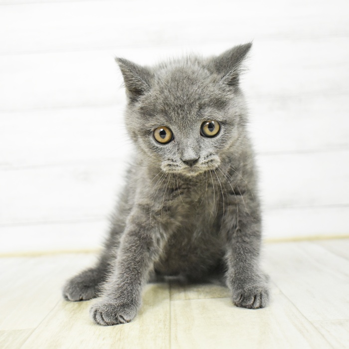 長野県のブリティッシュショートヘアー (犬の家＆猫の里塩尻店/2026年3月9日生まれ/男の子/ブルー)の子猫