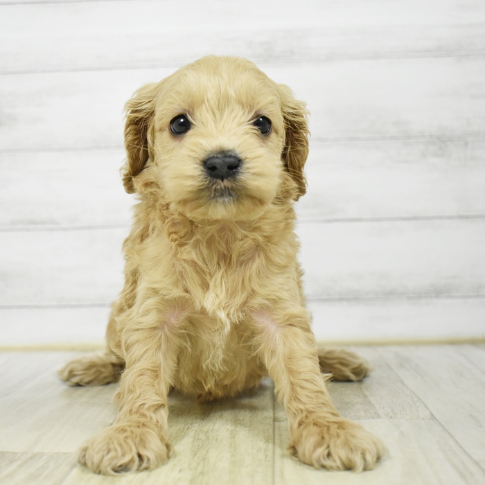 愛知県のコッカプー(アメリカンコッカースパニエル×プードル) (犬の家＆猫の里安城店/2026年3月10日生まれ/女の子/レッド)の子犬