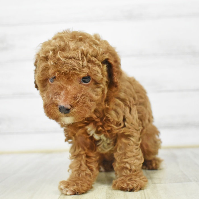 富山県のトイプードル(トイ) (犬の家＆猫の里富山店/2026年3月10日生まれ/女の子/レッド)の子犬
