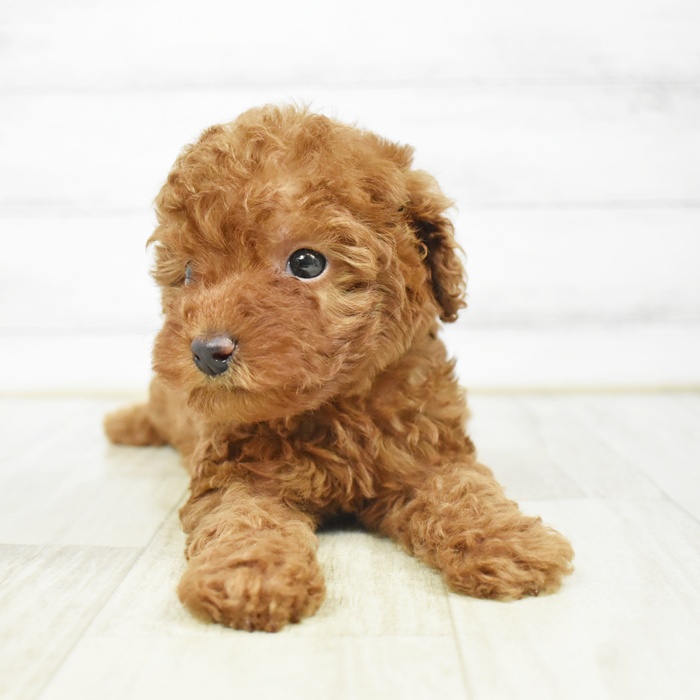 千葉県のトイプードル(トイ) (犬の家＆猫の里ワンズモール稲毛店/2026年3月10日生まれ/男の子/レッド)の子犬