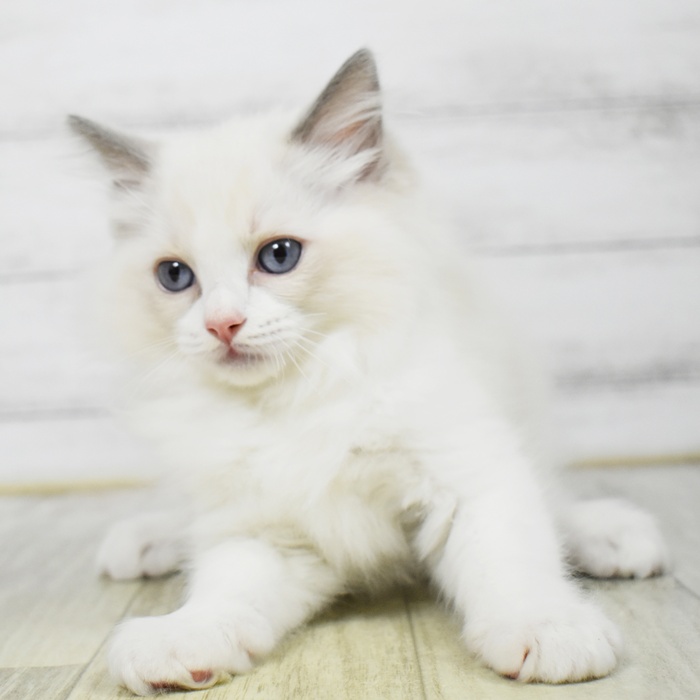 神奈川県のラグドール (犬の家＆猫の里小田原店/2026年3月5日生まれ/男の子/ブルーポイントバイカラー)の子猫
