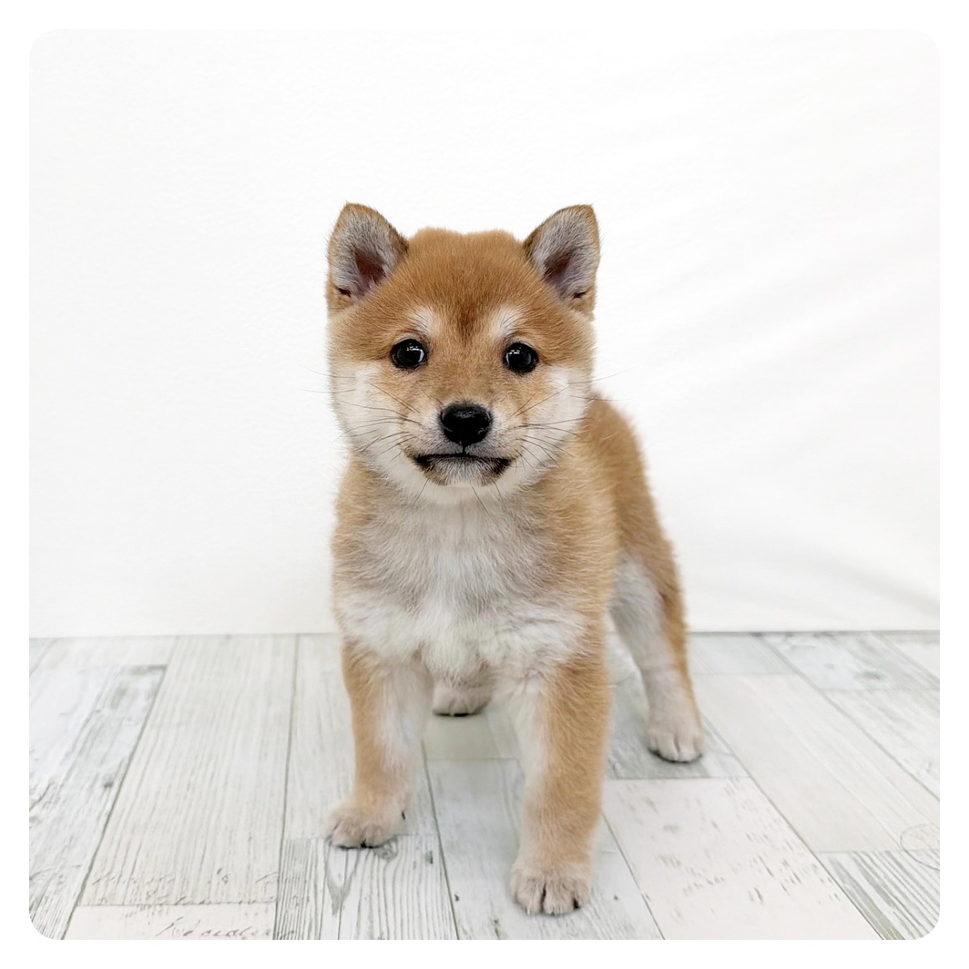 福岡県の豆柴 (犬の家＆猫の里トリアス久山店/2026年3月2日生まれ/女の子/赤)の子犬