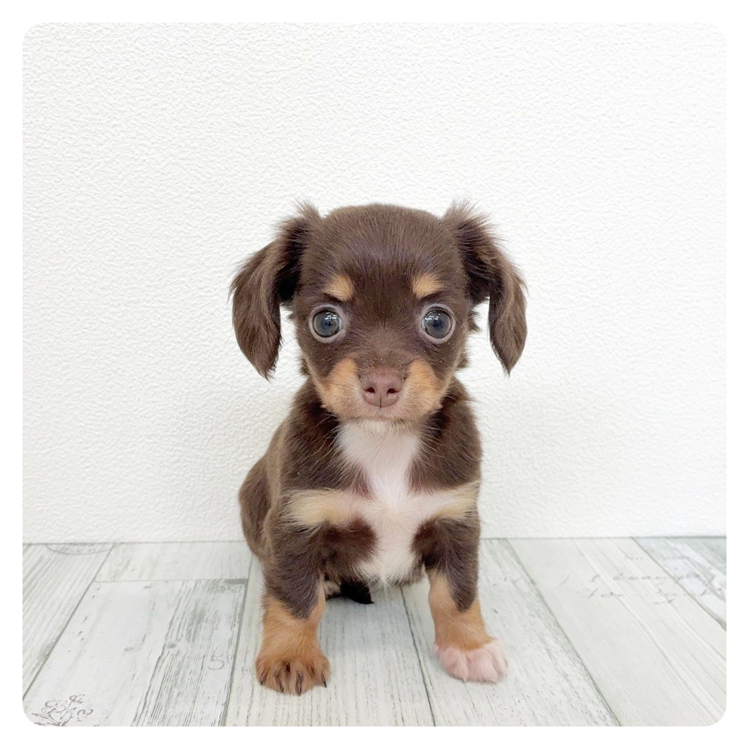 福岡県のチワックス(チワワ×ダックス) (犬の家＆猫の里くりえいと宗像店/2026年3月8日生まれ/女の子/チョコレートタン)の子犬