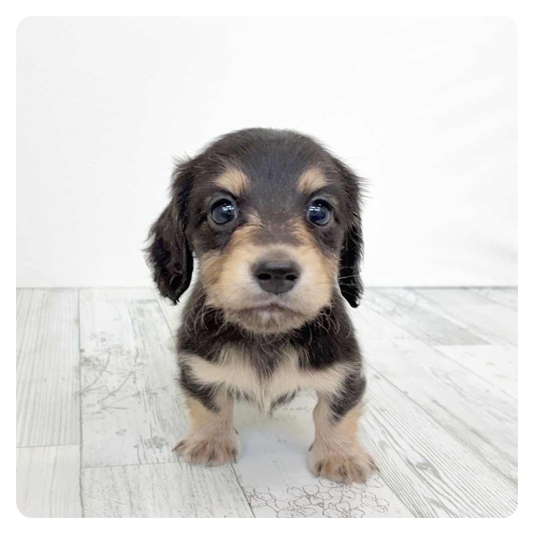 福岡県のカニンヘンダックスフンド(ロング) (犬の家＆猫の里シュロアモール筑紫野店/2026年3月9日生まれ/男の子/ブラックイエロー)の子犬