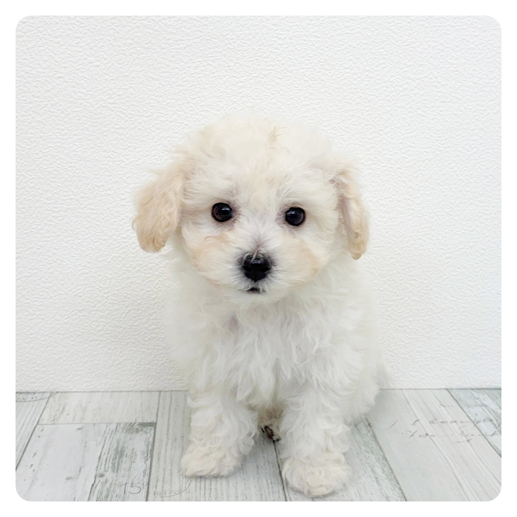 福岡県のビションプー(ビションフリーゼ×プードル) (犬の家＆猫の里トリアス久山店/2026年3月8日生まれ/男の子/ホワイト)の子犬