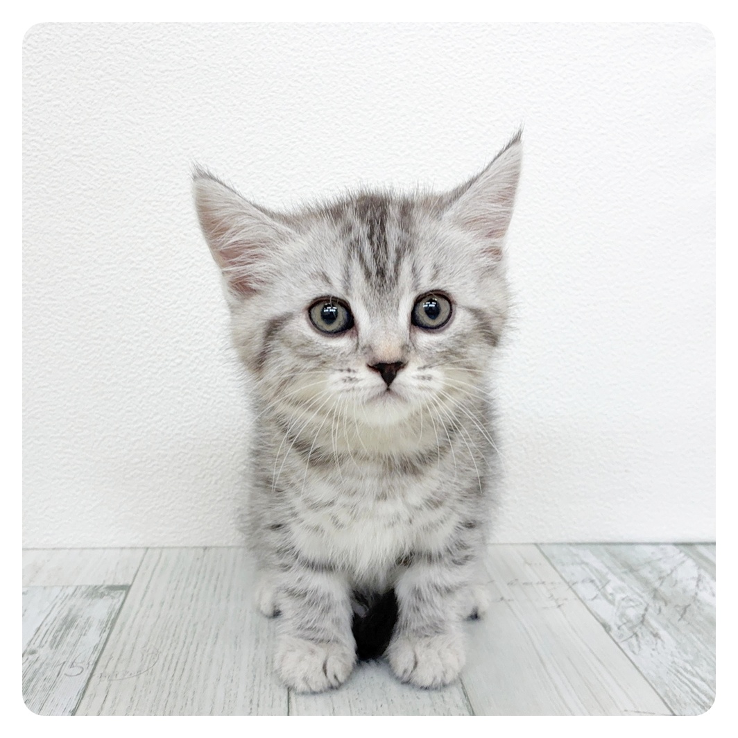 福岡県のスコティッシュフォールド (犬の家＆猫の里くりえいと宗像店/2026年3月8日生まれ/女の子/シルバータビー)の子猫