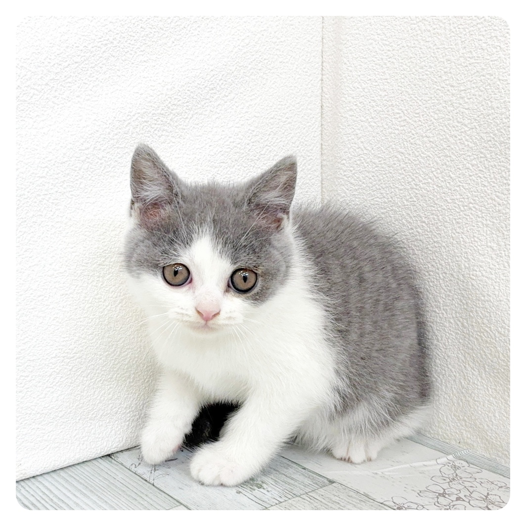 福岡県のブリティッシュショートヘアー (犬の家＆猫の里シュロアモール筑紫野店/2026年3月5日生まれ/女の子/ブルーホワイト)の子猫