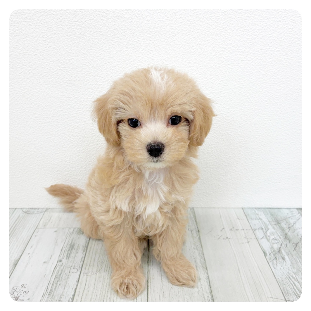 福岡県のマルプー(マルチーズ×プードル) (犬の家＆猫の里くりえいと宗像店/2026年3月8日生まれ/女の子/クリームホワイト)の子犬