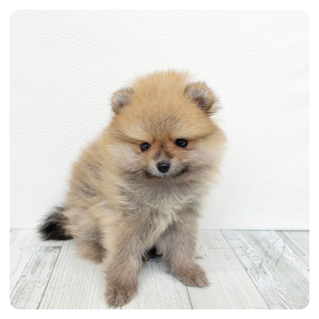 福岡県のポメラニアン (犬の家＆猫の里トリアス久山店/2026年3月9日生まれ/男の子/オレンジセーブル)の子犬
