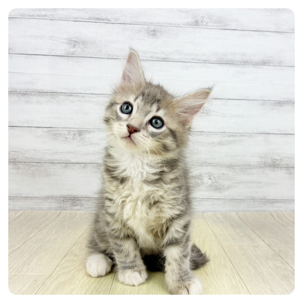 愛知県のマンチカン (犬の家＆猫の里春日井本店/2026年3月6日生まれ/男の子/ライラックタビーホワイト)の子猫