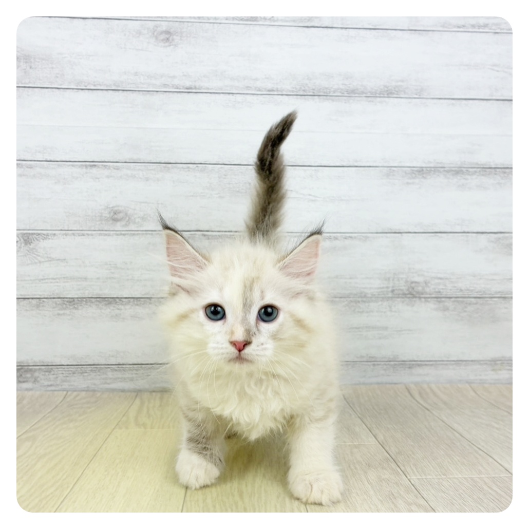 福井県のマンチカン (犬の家＆猫の里アミーゴ福井大和田店/2026年3月6日生まれ/女の子/ライラッククリームリンクスポイント＆ホワイト)の子猫