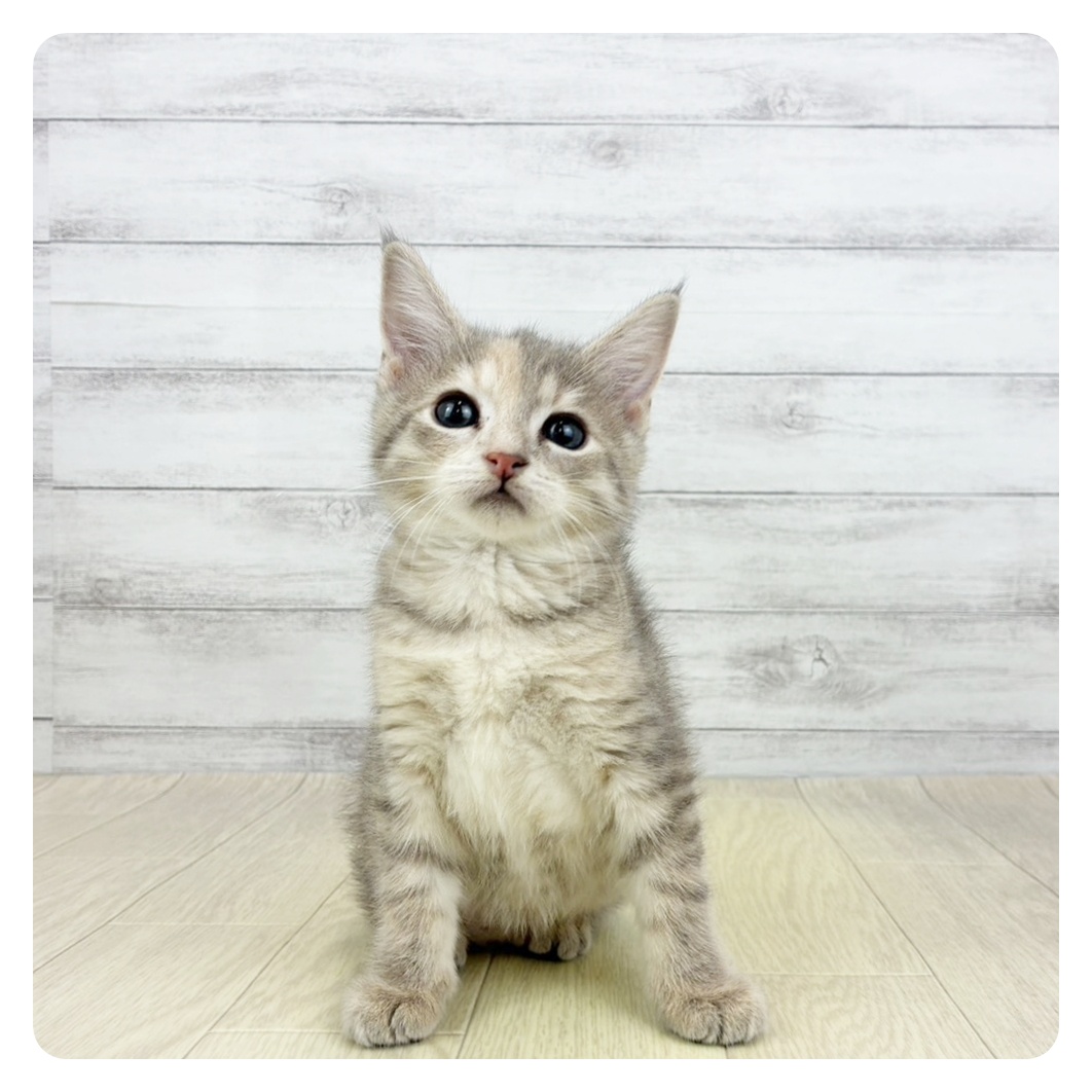 愛知県のマンチカン (犬の家＆猫の里春日井本店/2026年3月6日生まれ/女の子/ライラックパッチドタビー)の子猫