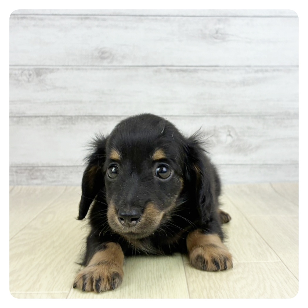 愛知県のカニンヘンダックスフンド(ロング) (犬の家＆猫の里七宝店/2026年3月10日生まれ/男の子/ブラックタン)の子犬