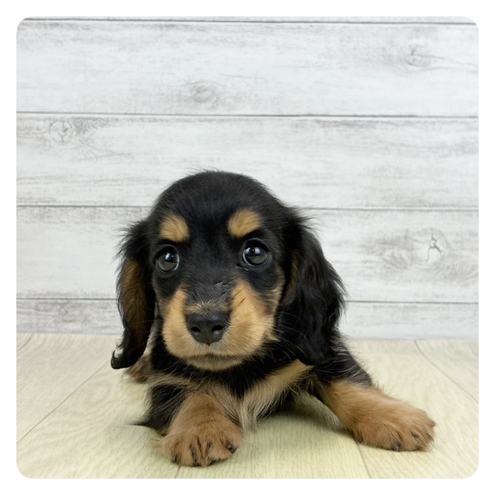 愛知県のカニンヘンダックスフンド(ロング) (犬の家＆猫の里碧南店/2026年3月10日生まれ/女の子/ブラックタン)の子犬の2枚目の画像