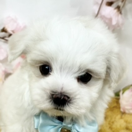 福井県のマルチーズ (犬の家＆猫の里福井店/2026年3月3日生まれ/男の子/ホワイト)の子犬