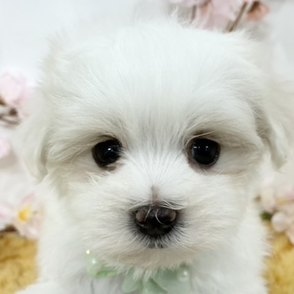 愛知県のマルチーズ (犬の家＆猫の里七宝店/2026年3月3日生まれ/女の子/ホワイト)の子犬の1枚目の画像