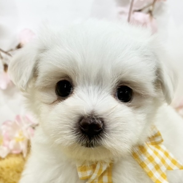 愛知県のマルチーズ (犬の家＆猫の里MEGAドン・キホーテ東海名和店/2026年3月3日生まれ/女の子/ホワイト)の子犬