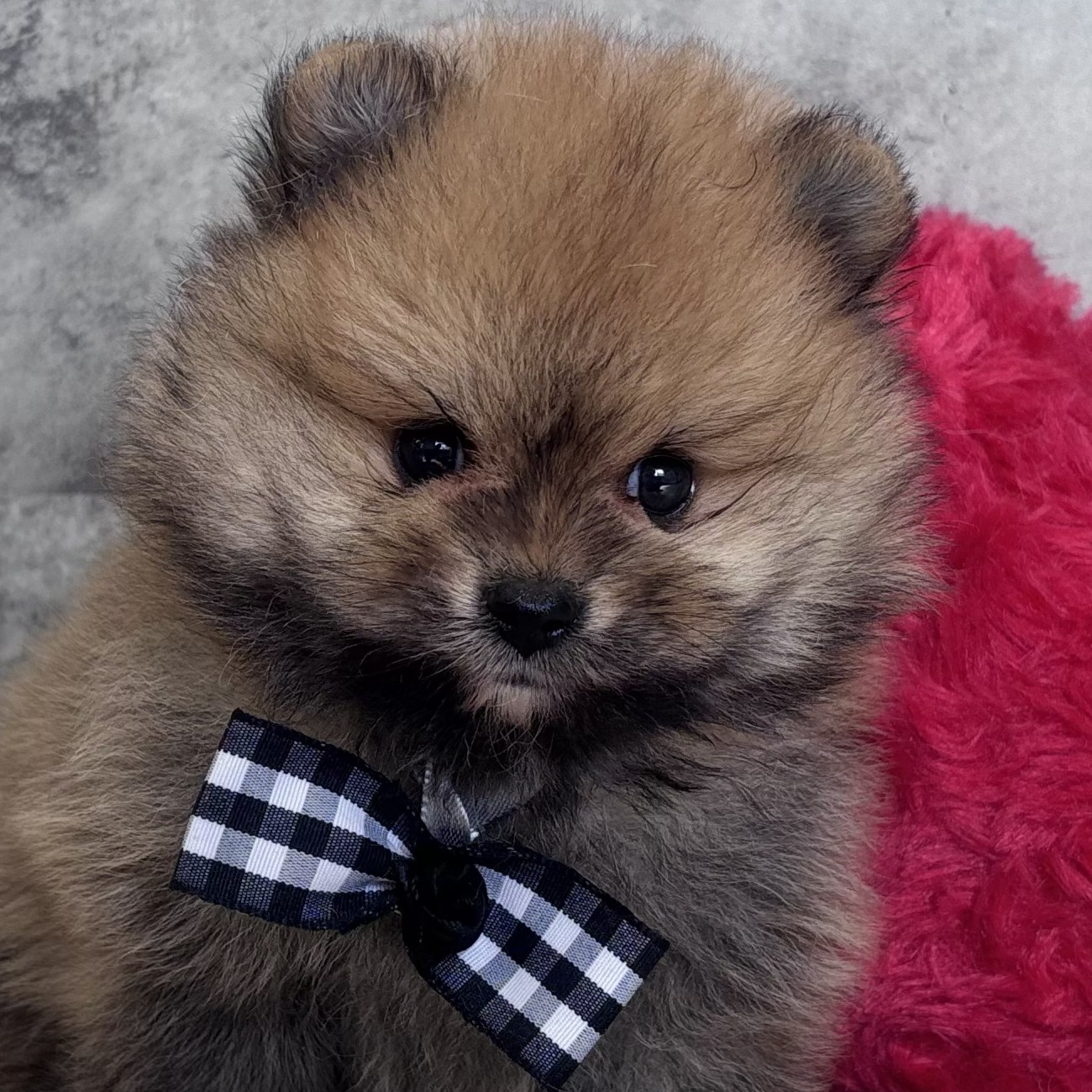 愛知県のポメラニアン (犬の家＆猫の里名古屋天白店/2026年3月11日生まれ/男の子/オレンジセーブル)の子犬の4枚目の画像