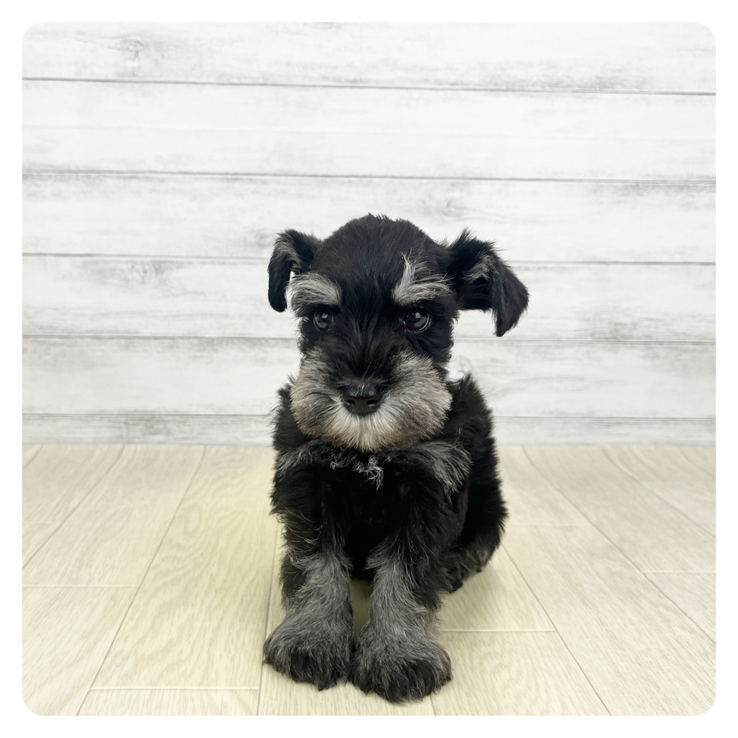 愛知県のミニチュアシュナウザー (犬の家＆猫の里春日井本店/2026年3月10日生まれ/男の子/ブラックシルバー)の子犬