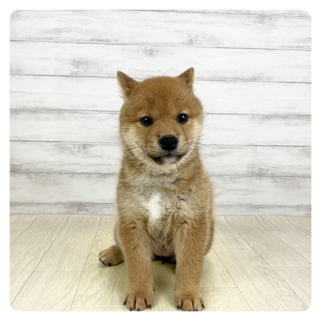 愛知県の柴犬(標準サイズ) (犬の家＆猫の里春日井本店/2026年3月10日生まれ/女の子/赤)の子犬の2枚目の画像