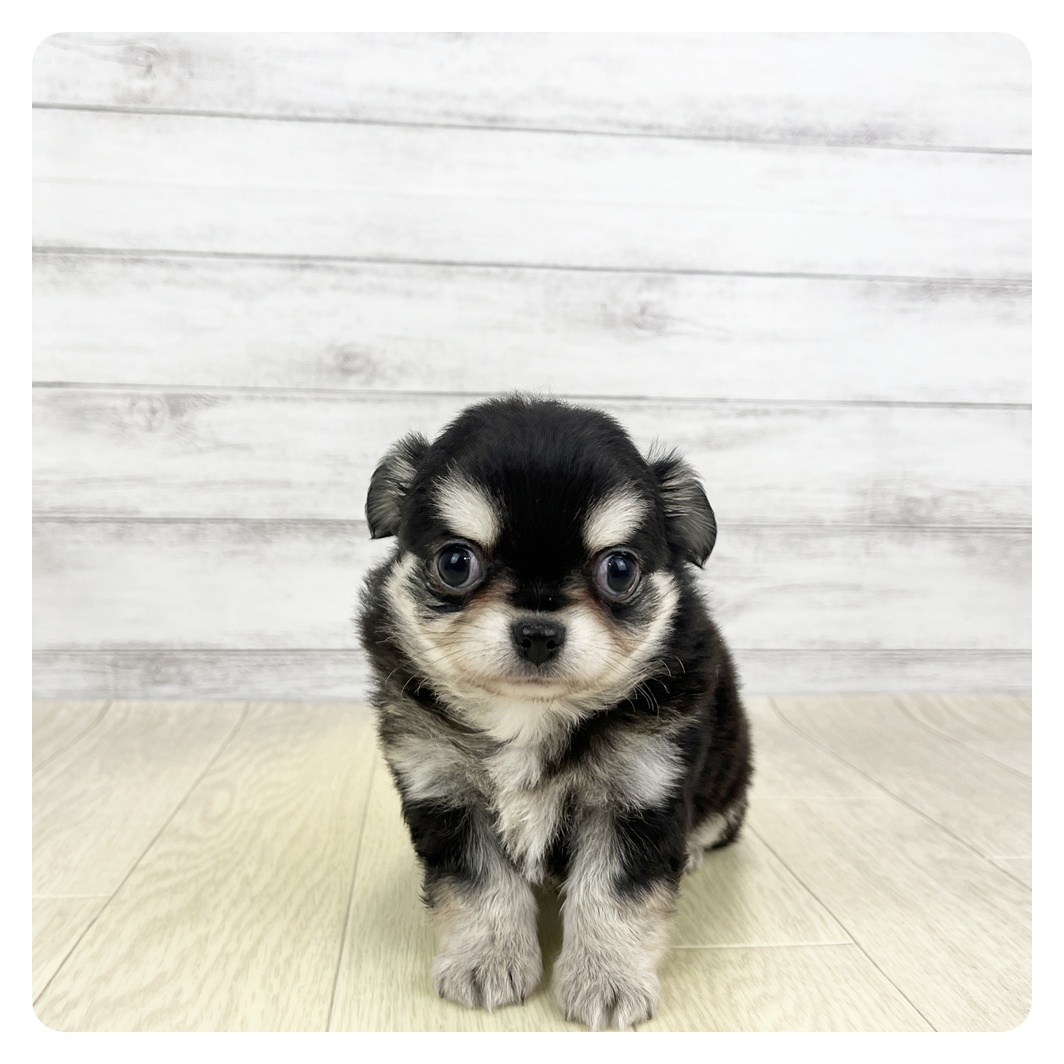 愛知県のチワワ(ロング) (犬の家＆猫の里碧南店/2026年3月9日生まれ/男の子/ブラックタン)の子犬の4枚目の画像