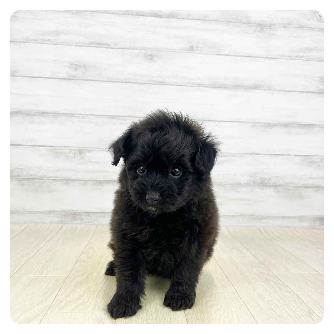 愛知県のポメプー(ポメラニアン×プードル) (犬の家＆猫の里MiO香久山店/2026年3月10日生まれ/女の子/ブラック)の子犬の4枚目の画像