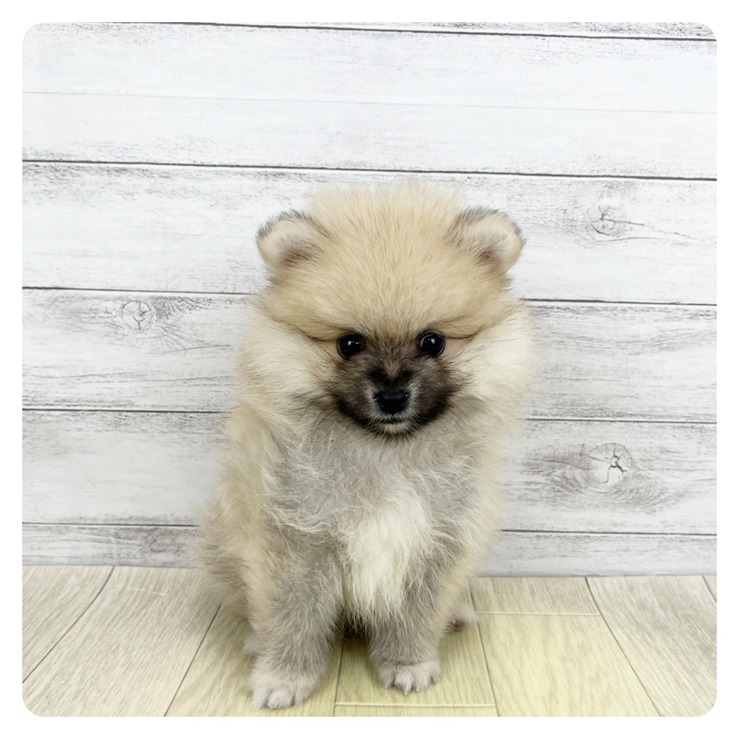 愛知県のポメラニアン (犬の家＆猫の里エアポートウォーク店/2026年3月9日生まれ/女の子/オレンジセーブル)の子犬の3枚目の画像