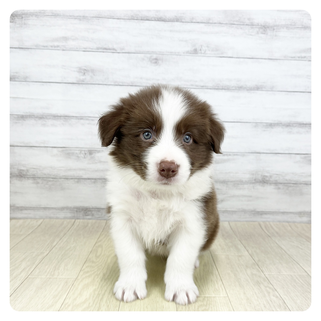 愛知県のボーダーコリー (犬の家＆猫の里豊田店/2026年3月6日生まれ/男の子/チョコレートホワイト)の子犬の3枚目の画像