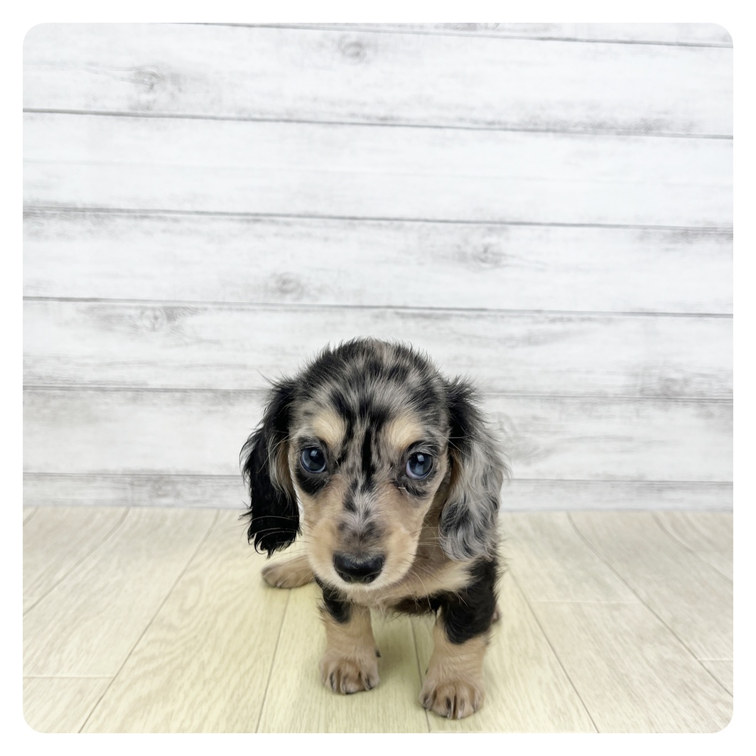 愛知県のミニチュアダックスフンド(ロング) (犬の家＆猫の里名古屋天白店/2026年3月11日生まれ/男の子/シルバーダップル)の子犬の2枚目の画像